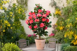 kamelia-japonska-dr-king-camellia-japonica-sadzonki-p9