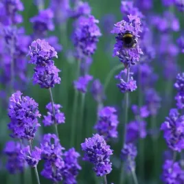 lawenda-waskolistna-munstead-lavandula-angustifolia-sadzonki-p9