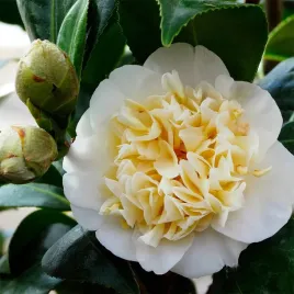 kamelia-williamsa-jurys-yellow-camellia-williamsii-sadzonki-p9