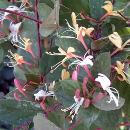 wiciokrzew-japonski-purpurea-lonicera-silna-pnaca-kwitnaca-sadzonki-p9