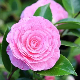 kamelia-japonska-william-bartlett-camellia-japonica-sadzonki-p9