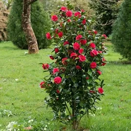 kamelia-japonska-principessa-baciocchi-camellia-japonica-sadzonki-p9