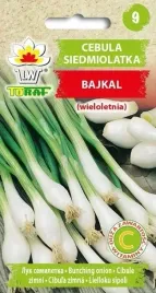 cebula-siedmiolatka-bajkal-nasiona-toraf