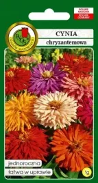 cynia-chryzantemowa-glamour-girls-nasiona-pnos