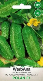 ogorek-polan-f1-gruntowy-konserwowy-kwaszony-4g