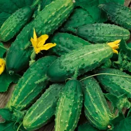 ogorek-sremski-65g-zaprawiany-wczesny-nasiona