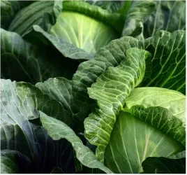 kapusta-kamienna-glowa-do-kiszenia-surowki-nasiona