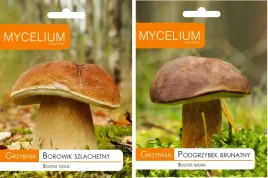 grzybnia-borowik-szlachetny-podgrzybek-brunatny