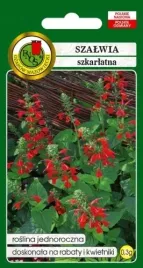 szalwia-szkarlatna-czerwona-03g-nasiona-pnos