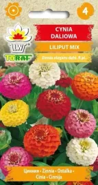 cynia-daliowa-liliput-mix-nasiona-toraf