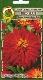cynia-chryzantemowa-red-man-czerwona-nasiona-pnos