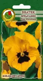 bratek-szwajcarski-firnengold-zolty-z-plama