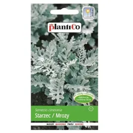 starzec-mrozy-zabkowane-popielaty-efektowne-liscie