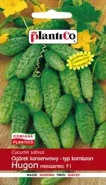 ogorek-gruntowy-hugon-mieszaniec-5g-korniszon-konserwowy-wczesny