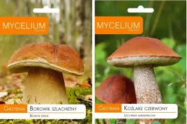 grzybnia-borowik-szlachetny-kozlarz-czerwony