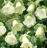 kobea-pnaca-biala-na-pergole-balkon-wabi-motyle