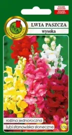 lwia-paszcza-wysoka-mieszanka-barw-na-rabaty