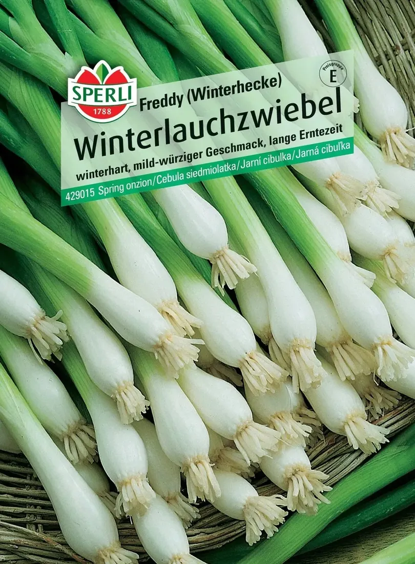 cebula-siedmiolatka-freddy-winterhecke-sperli