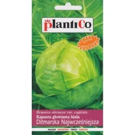 kapusta-glowiasta-biala-ditmarska-najwczesniejsza