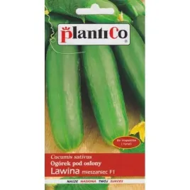 ogorek-pod-oslony-o-krotkim-owocu-lawina-f1