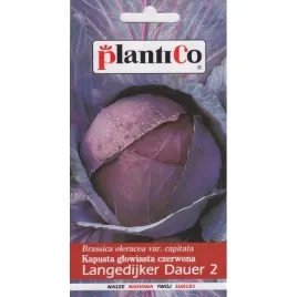kapusta-glowiasta-czerwona-langedijker-dauer-2