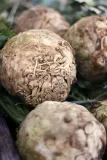 seler-korzeniowy-makar-waga-z-opakowaniem-0-01-kg