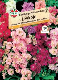 lewkonia-grossblumige-prachtmischung-premium-sperli