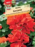 geranium-madeira-nasiona-premium-sperli