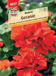 geranium-madeira-nasiona-premium-sperli