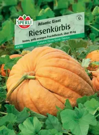 dynia-atlantic-giant-nasiona-premium-sperli