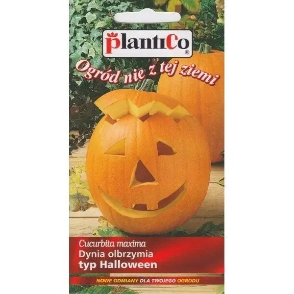 dynia-olbrzymia-halloween