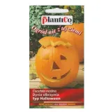 dynia-olbrzymia-halloween-rodzaj-rosliny-dynia