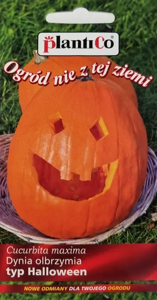 dynia-olbrzymia-halloween-styl-ogrod-wiejski