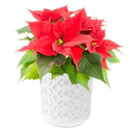 doniczna-aztek-azurowy-korpus-biala