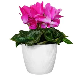 doniczka-na-kwiaty-magnolia-eco-biala