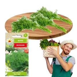 koper-ogrodowy-moravan-bardzo-plenny-nasiona