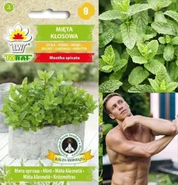 nasiona-mieta-klosowa-01-g