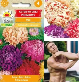 aster-peoniowy-mix-kolorow-duze-kwiaty