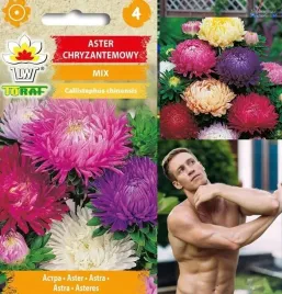 aster-chryzantemowy-mix-duzych-kwiatow-1-g