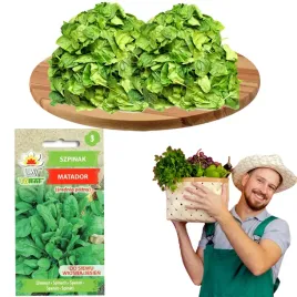 szpinak-matador-nasiona-duze-liscie-toraf-5g