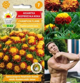 aksamitka-rozpierzchla-champion-flame-pelne-kwiaty