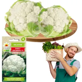 kalafior-bardzo-wczesny-early-snowball-x-nasiona