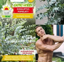 eukaliptus-popielaty-silver-bardzo-odporny-nasiona