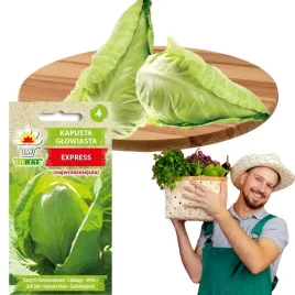 kapusta-biala-stozkowa-express-nasiona-warzyw