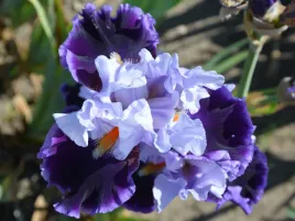 irys-brodkowy-in-town-fioletowe-kwiaty-klacze