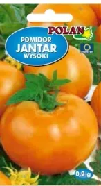 pomidor-jantar-wczesny-owoce-do-600g-nasiona-polan