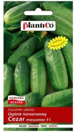 ogorek-konserwowy-gruntowy-cezar-f1-5g-nasiona-plantico