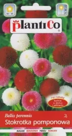 stokrotka-pomponowa-na-skalniaki-01-gmix-kolorow-nasiona-kwiatow-plantico