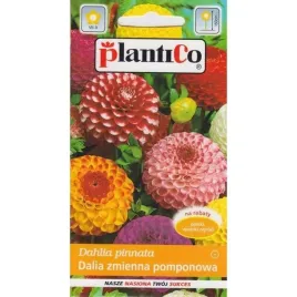 dalia-zmienna-pomponowa-mieszanka-kolorow-nasiona-plantico
