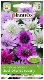 suchokwiat-roczny-do-suchych-bukietow-nasiona-kwiatow-plantico